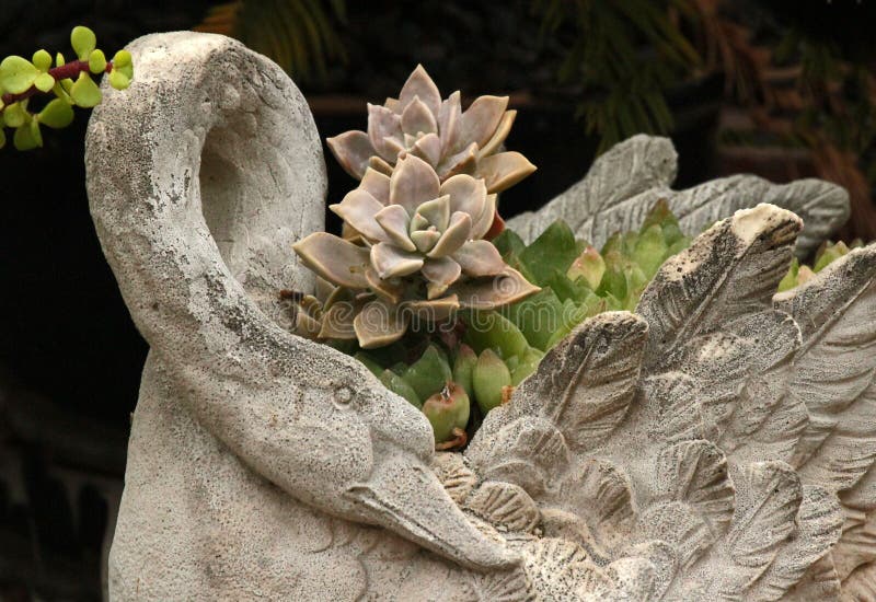 Gray and Green Succulent Plants in Swan Garden Planter. Gray and Green Succulent Plants in Swan Garden Planter