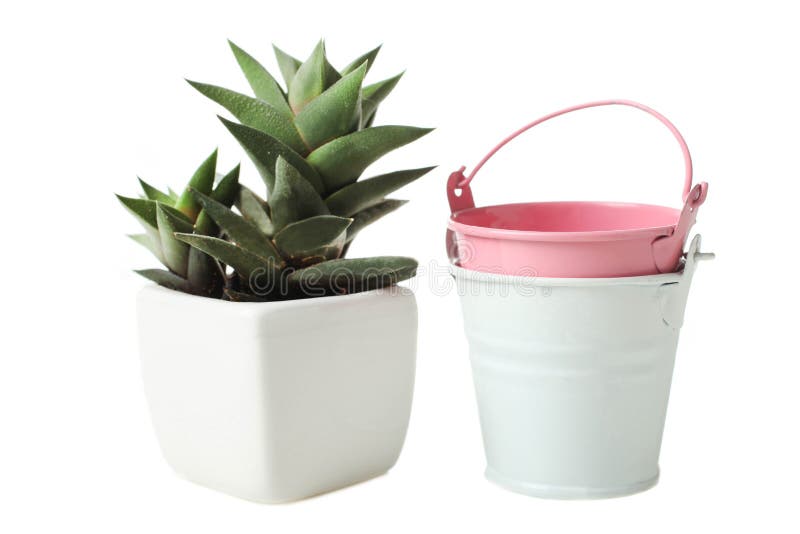 Plantas carnudas no vaso de flores branco e em duas cubetas pequenas fotografia de stock Plantas carnudas no vaso de flores branco e em duas cubetas pequenas fotografia de stock