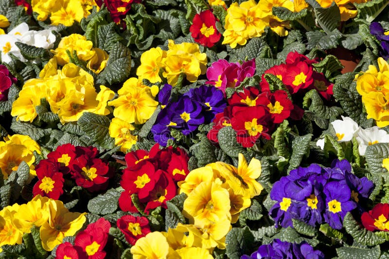 Primulas coloridas imagem de stock royalty free