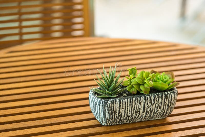 Plantas com vasos. flores de quarto num pote imagens de stock royalty free