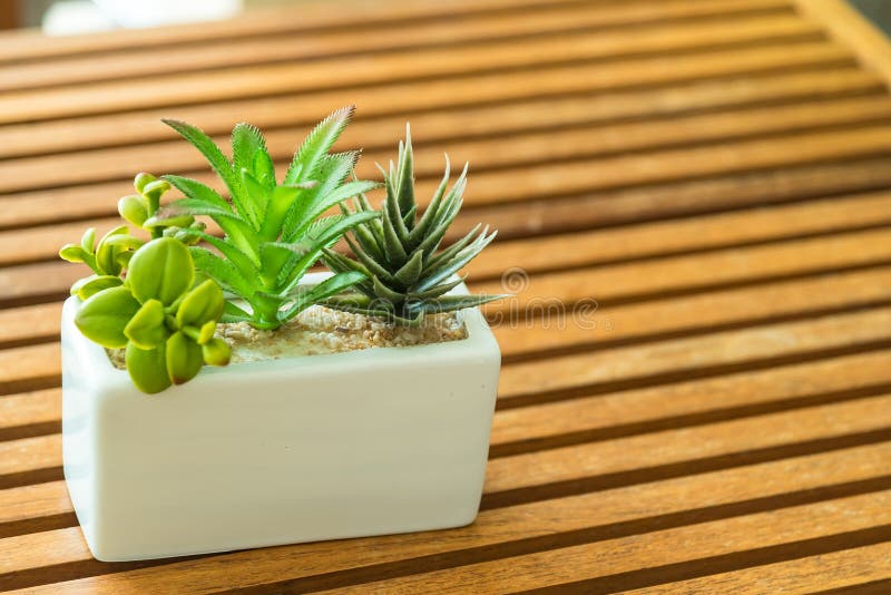 Plantas com vasos. flores de quarto num pote imagem de stock royalty free