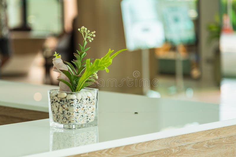 Plantas com vasos. flores de quarto num pote imagens de stock royalty free
