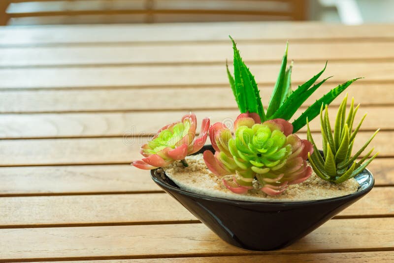 Plantas com vasos. flores de quarto num pote fotos de stock
