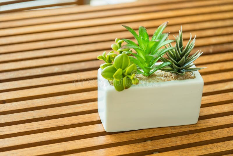 Plantas com vasos. flores de quarto num pote imagens de stock