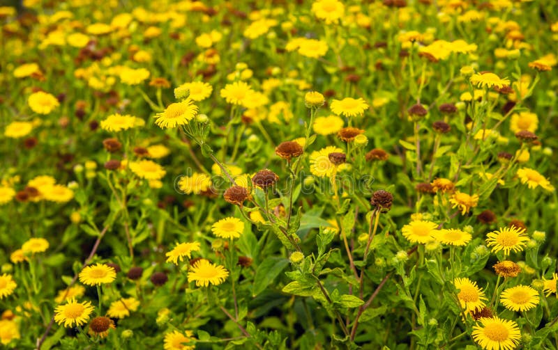 Plantas comunes florecientes y marchitas de florecimiento, amarillas del fleabane en verano imagen de archivo libre de regalías Plantas comunes florecientes y marchitas de florecimiento, amarillas del fleabane en verano imagen de archivo libre de regalías