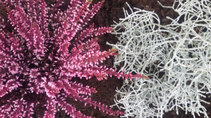 Plantas con colores hermosos imagenes de archivo Plantas con colores hermosos imagenes de archivo