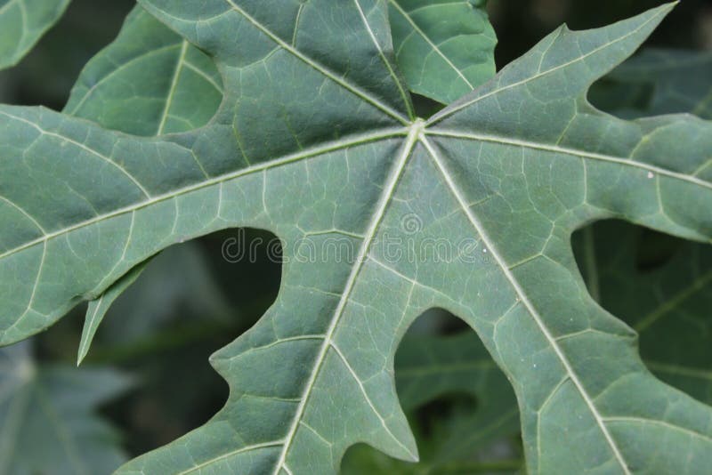 Plantas Con Hojas Blancas Y Verdes Foto de archivo Imagen de colorido