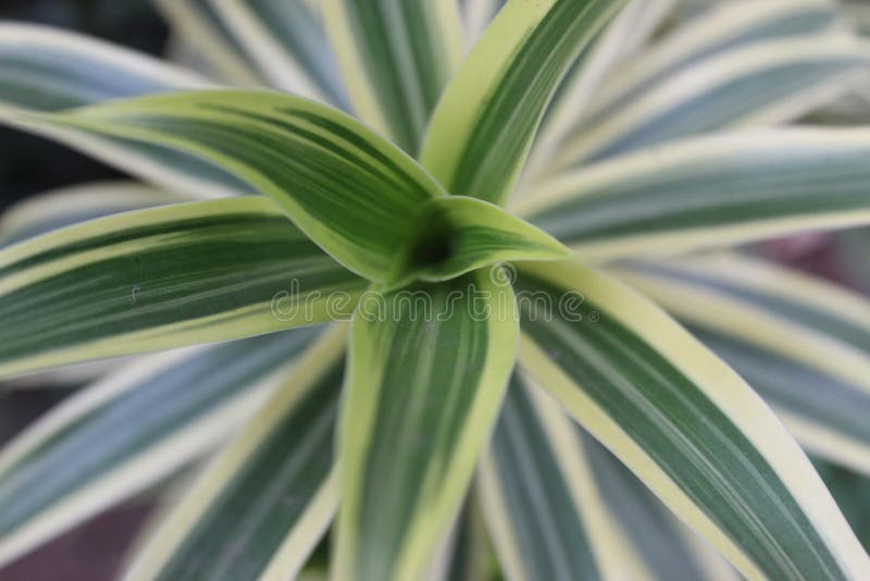 Plantas Con Hojas Blancas Y Verdes Imagen de archivo Imagen de flora