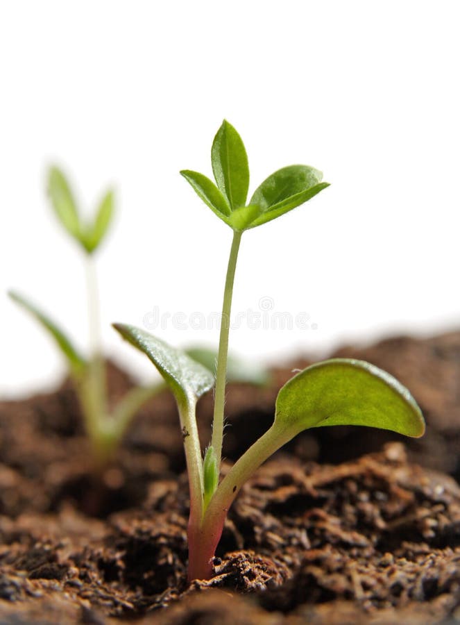 Plantas crescentes das sementes foto de stock Plantas crescentes das sementes foto de stock