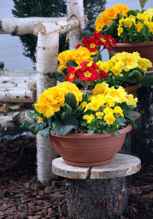 Plantas de primavera Primla foto de stock