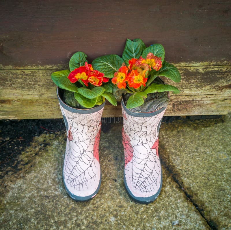 Plantas da prímula em um par de botas imagem de stock royalty free