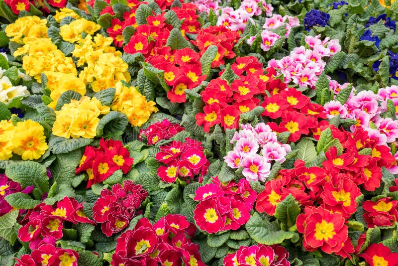 Plantas da prímula que florescem no close-up imagem de stock royalty free