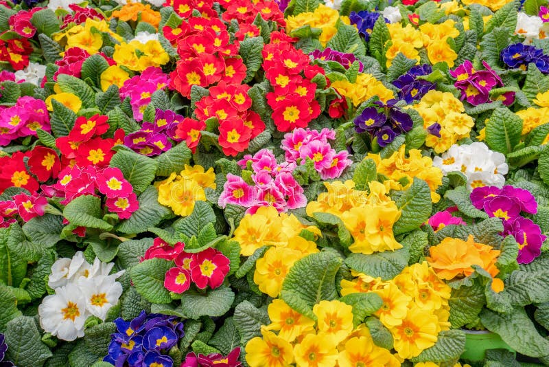 Plantas da prímula que florescem no close-up fotos de stock