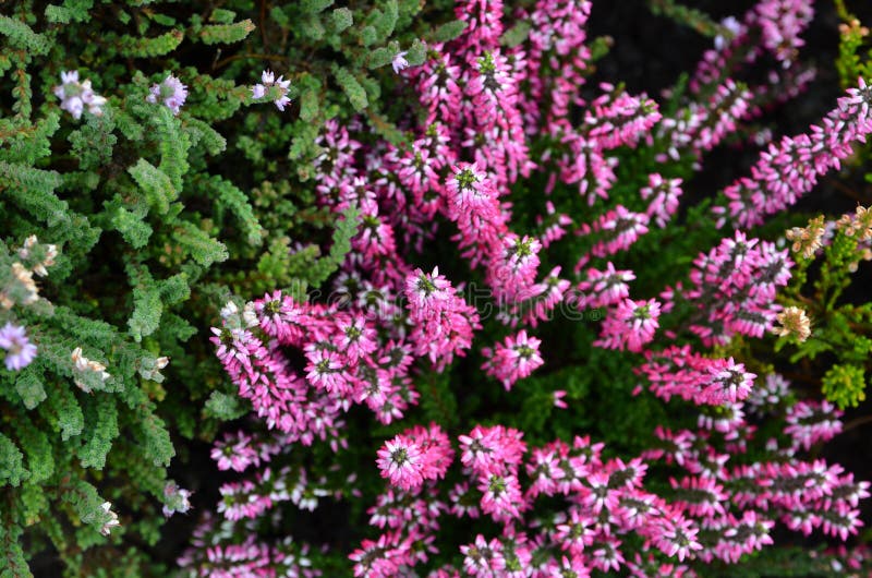 Plantas da urze foto de stock Plantas da urze foto de stock