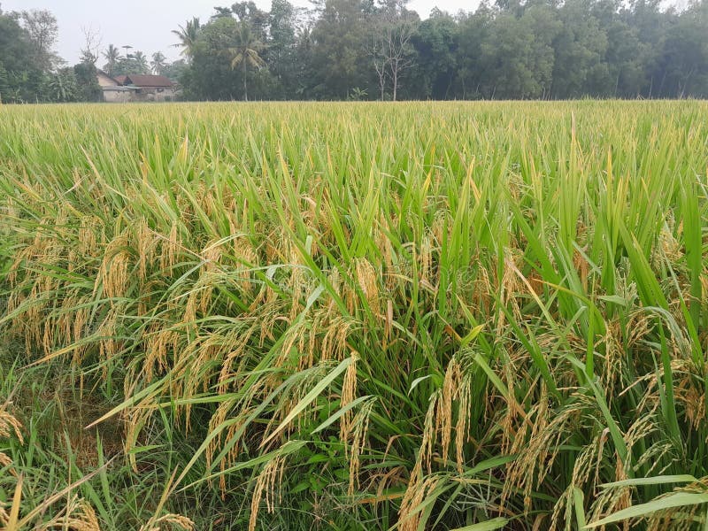 The rice plants which have started to ripen in about 3 weeks will be harvested by the farmer. The rice plants which have started to ripen in about 3 weeks will be harvested by the farmer