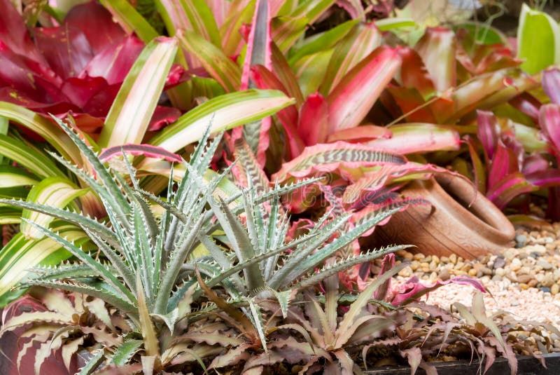 Plantas de Dyckia fotografía de archivo Plantas de Dyckia fotografía de archivo