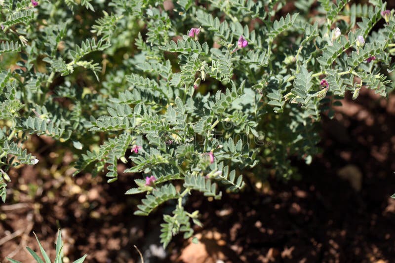 Plantas De Garbanzo En Un Campo Foto de archivo Imagen de especie, exterior 80643544