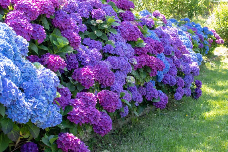 Hortensias Morada