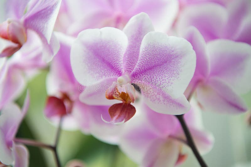 Plantas de la casa Cierre blando apacible suave del flor de las orquídeas para arriba Las orquídeas florecen la floración violeta fotos de archivo Plantas de la casa Cierre blando apacible suave del flor de las orquídeas para arriba Las orquídeas florecen la floración violeta fotos de archivo