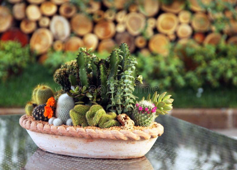 Plantas de la familia de cacto en crisol imágenes de archivo libres de regalías Plantas de la familia de cacto en crisol imágenes de archivo libres de regalías