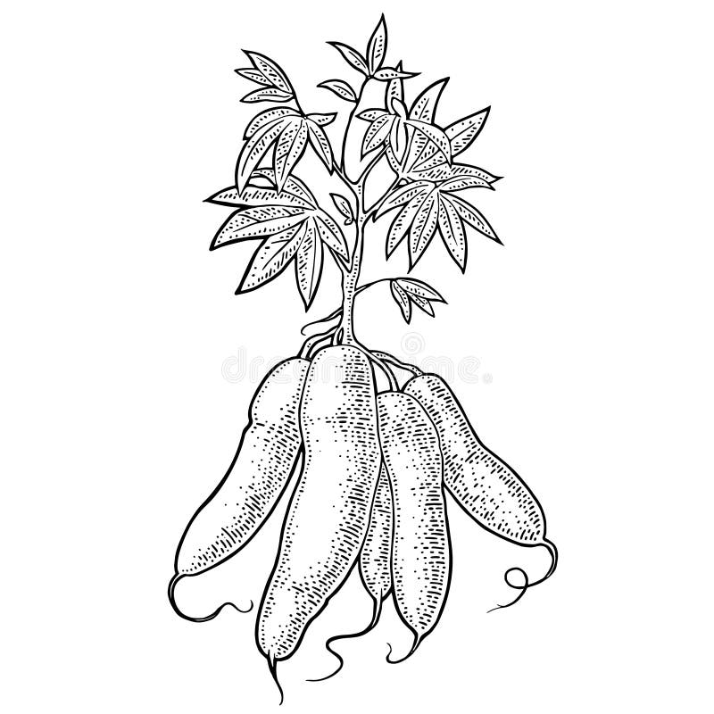 Plantas De Mandioca De Yuca Con Hojas Y Tuba C Rculos Grabado Del Vintage Del Vector Ilustracion Del Vector Ilustracion De Vintage Yuca 159866897