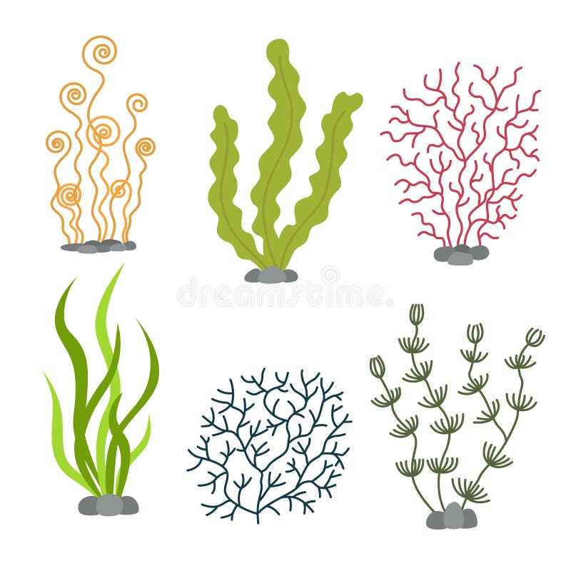 Plantas de mar e algas marinhas aquáticas Ilustração ajustada do vetor da alga ilustração stock Plantas de mar e algas marinhas aquáticas Ilustração ajustada do vetor da alga ilustração stock