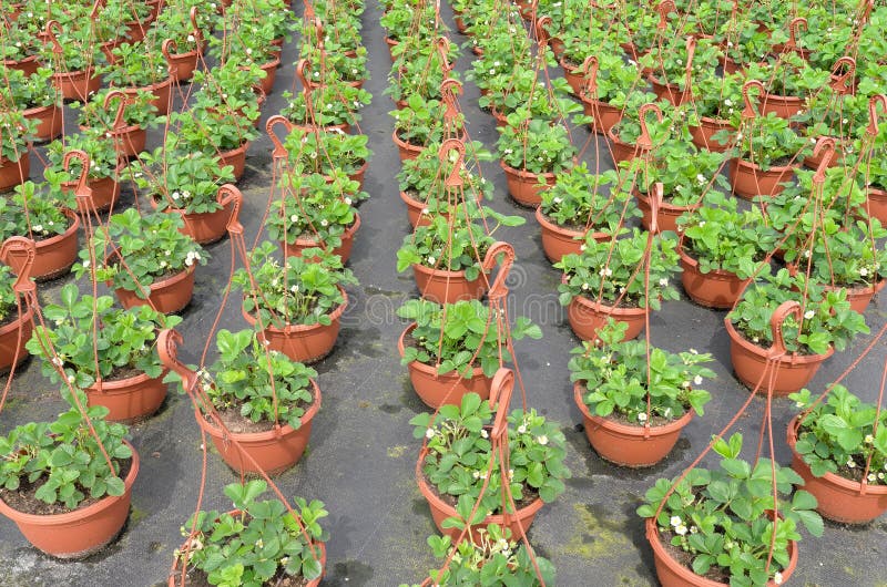 Plantas De Morango Na Venda Por Atacado Imagem de Stock - Imagem de planta,  centro: 40472329