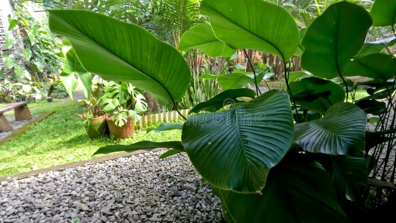 Plantas de pampano plantadas como decoração de jardins folhas verdes com caule de folha castanha