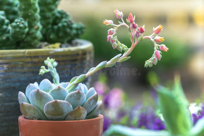 Plantas De Parterres De Flores Suculentas En El Jardín Foto de archivo -  Imagen de parte, hoja: 183725914