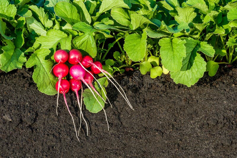Plantas de rabanete vermelho com grupo dos rabanetes imagem de stock royalty free Plantas de rabanete vermelho com grupo dos rabanetes imagem de stock royalty free