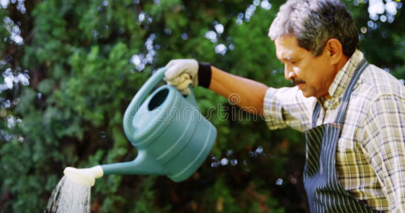 Plantas de riego del hombre mayor con la regadera en jardín metrajes