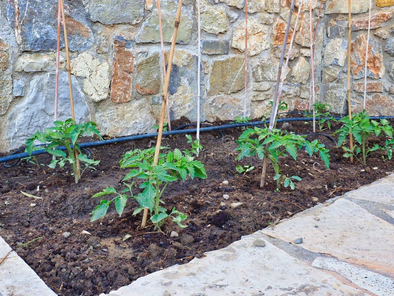 Plantas de tomate verdes pequenas que crescem no jardim da casa fotografia de stock Plantas de tomate verdes pequenas que crescem no jardim da casa fotografia de stock