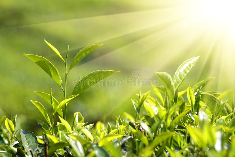 Plantas de té en rayos de sol fotografía de archivo Plantas de té en rayos de sol fotografía de archivo