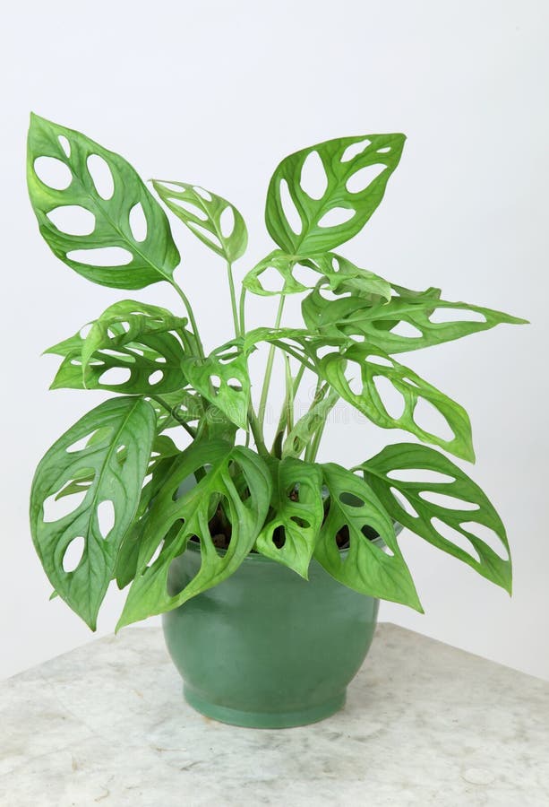 Plantas Ornamentais fotos de stock