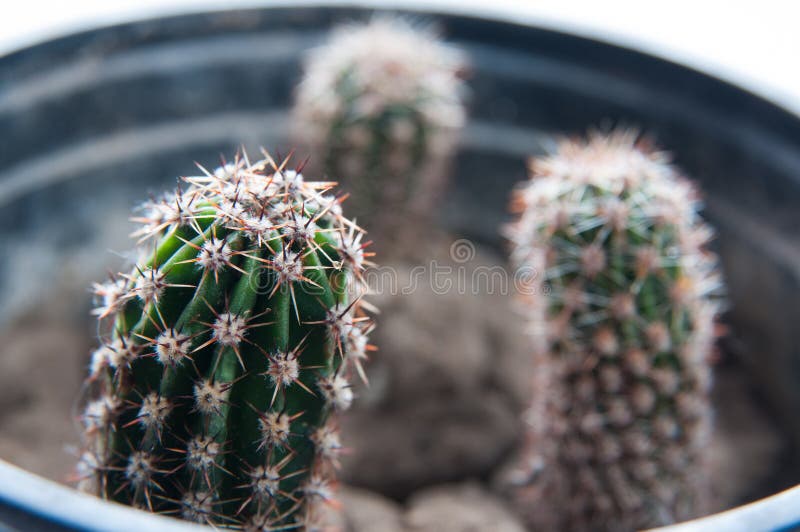 Plantas del cactus fotos de archivo Plantas del cactus fotos de archivo