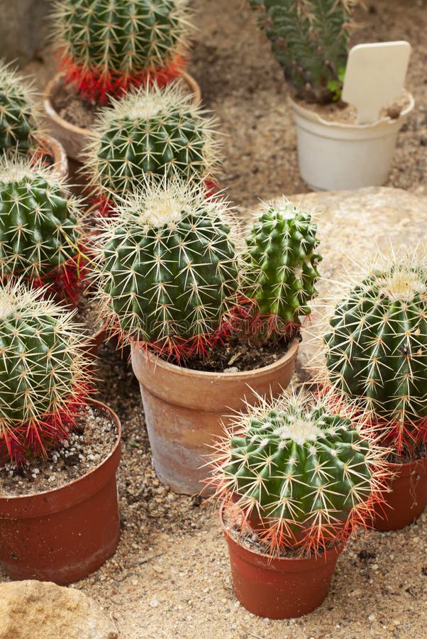 moverse hambruna en Plantas Del Cactus En Macetas En La Arena Imagen de archivo - Imagen de  travieso, objeto: 149166187