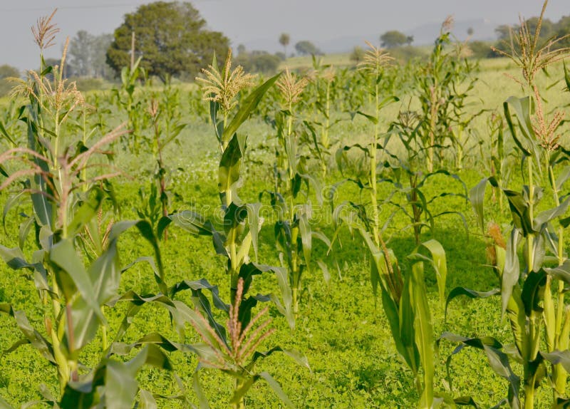 Plantas del maíz o de maíz y campo de la cosecha imagenes de archivo Plantas del maíz o de maíz y campo de la cosecha imagenes de archivo