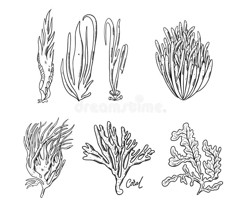 Plantas Del Oc?ano Y Sistema Del Arrecife De Coral Ilustraci?n Drenada Mano Del Vector Stock de ilustración - Ilustración de elemento, flora: 146775474 Plantas Del Oc?ano Y Sistema Del Arrecife De Coral Ilustraci?n Drenada Mano Del Vector Stock de ilustración - Ilustración de elemento, flora: 146775474
