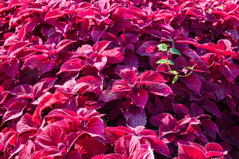 Plantas de Coleus em jardim florido foto de stock royalty free