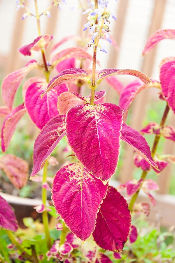 Plantas do Coleus no jardim do verão. fotografia de stock royalty free