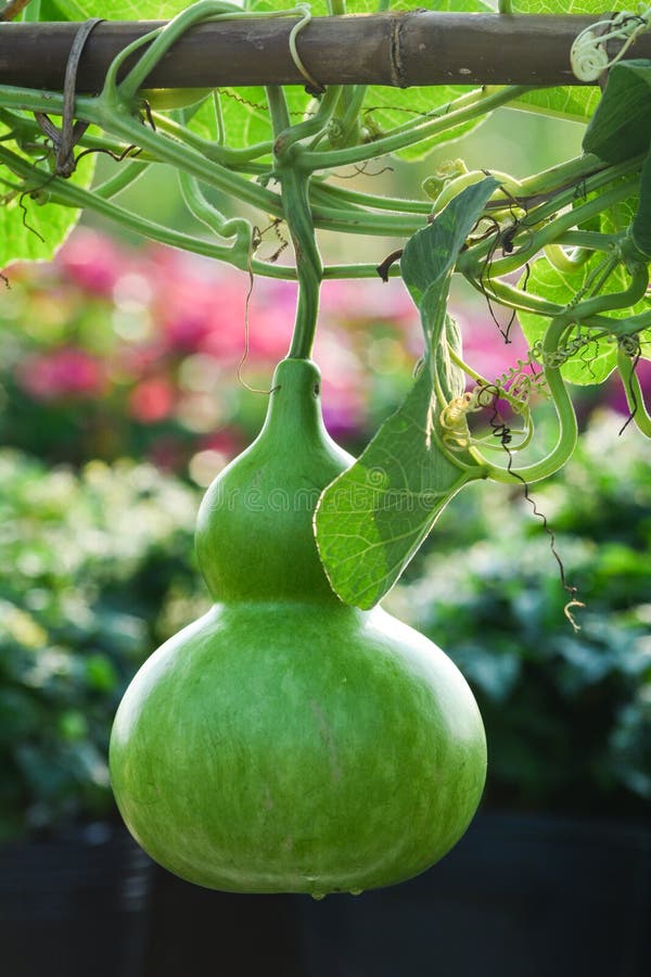 Plantas e frutos do siceraria do Lagenaria foto de stock Plantas e frutos do siceraria do Lagenaria foto de stock
