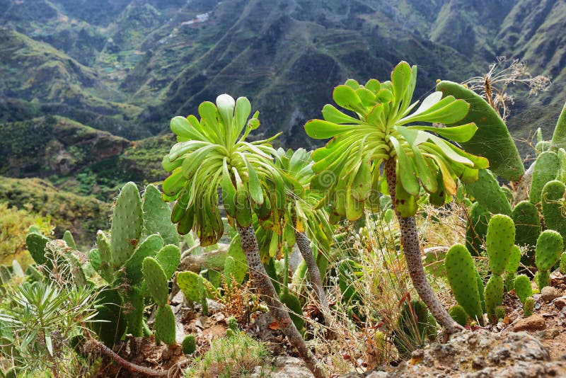 Plantas En Chinamada Anaga Massif Tenerife Islas Canarias España Imagen de  archivo - Imagen de desigual, cuesta: 186265191