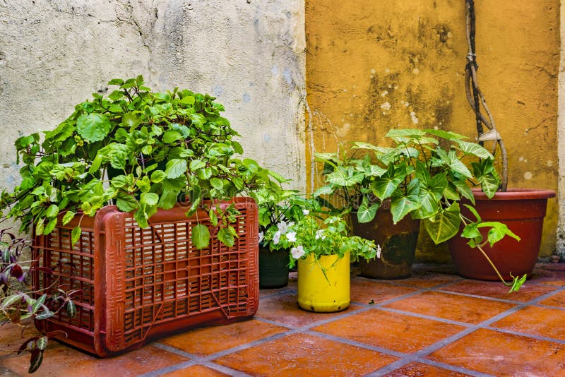 Plantas en la yarda de la casa imagen de archivo Plantas en la yarda de la casa imagen de archivo