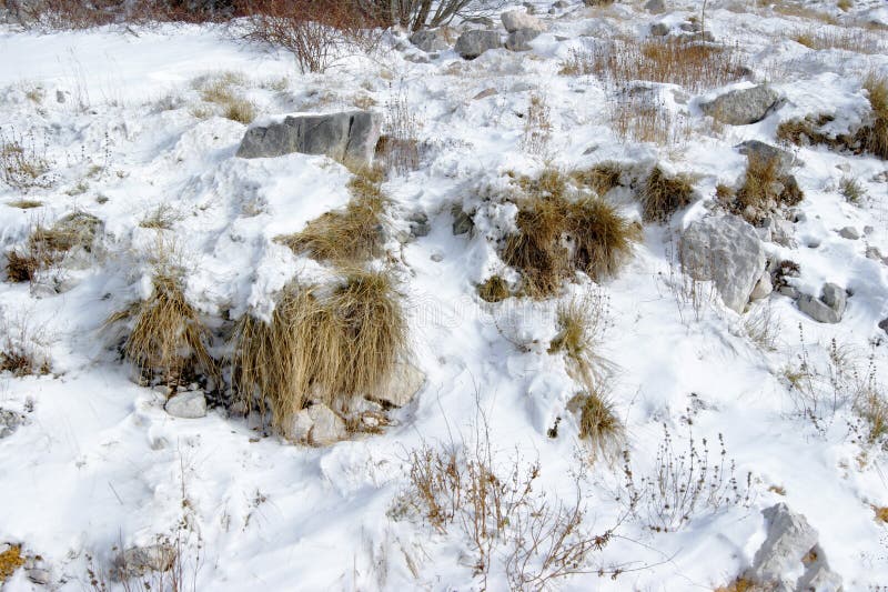 Plantas en un campo nevado fotografía de archivo libre de regalías Plantas en un campo nevado fotografía de archivo libre de regalías