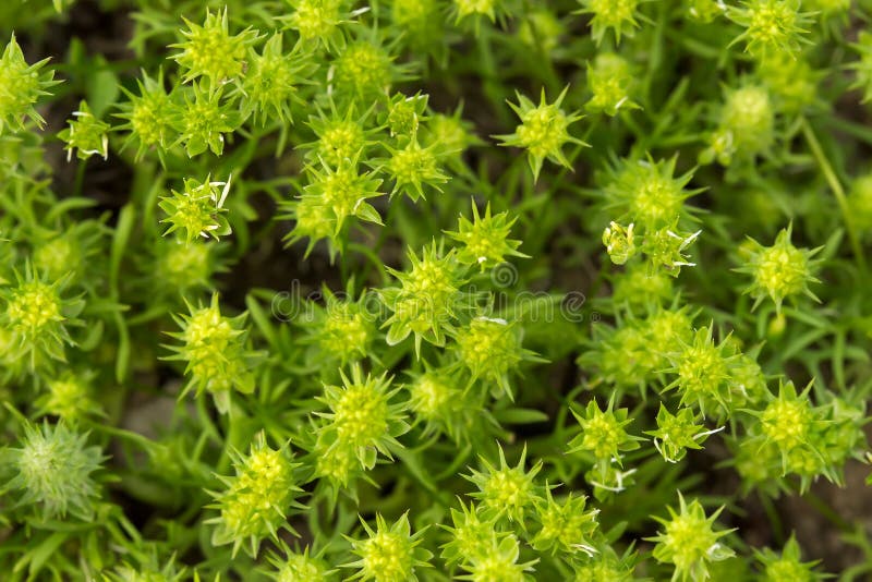 Plantas espinosas de la estepa verde para los fondos imagenes de archivo Plantas espinosas de la estepa verde para los fondos imagenes de archivo