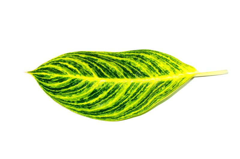 Plantas florecientes tropicales hoja verde hermosa del Dieffenbachia de la sola en el Araceae de la familia aislado en el fondo b foto de archivo Plantas florecientes tropicales hoja verde hermosa del Dieffenbachia de la sola en el Araceae de la familia aislado en el fondo b foto de archivo