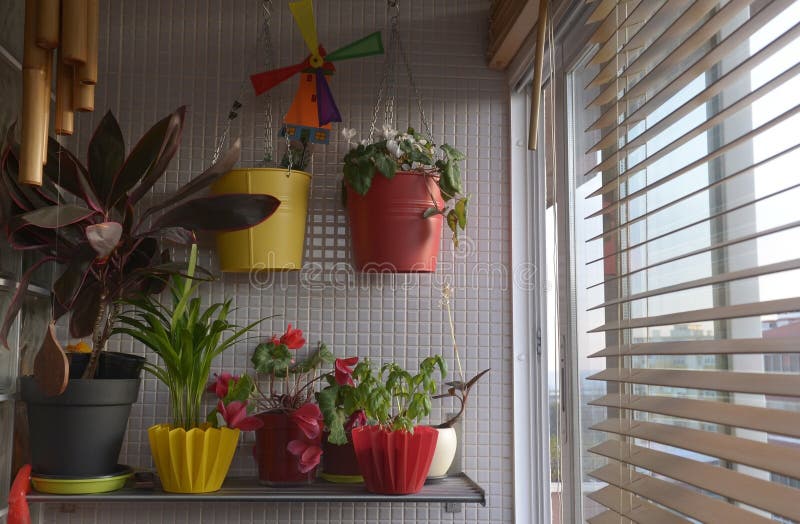 Plantas home pela janela, Sunny Interior, por do sol imagem de stock Plantas home pela janela, Sunny Interior, por do sol imagem de stock