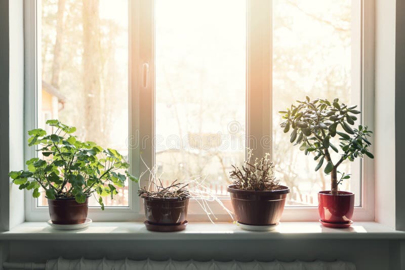 Plantas interiores en potes en travesaño soleado de la ventana