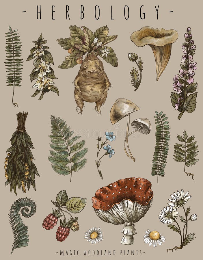 Herbologia Plantas Ilustração Cartaz, Impressão De Raiz De Mandrake, Pintura  De Lona, Decoração De Bruxa De