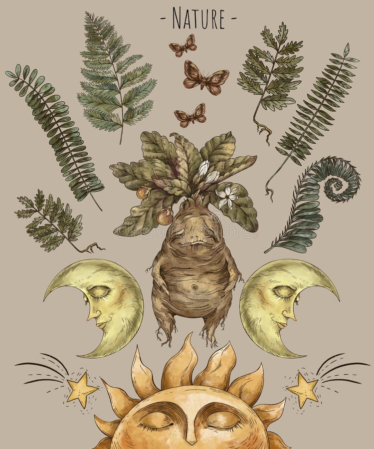 Mandrake personagem ícone desenho animado vetor raiz mágica